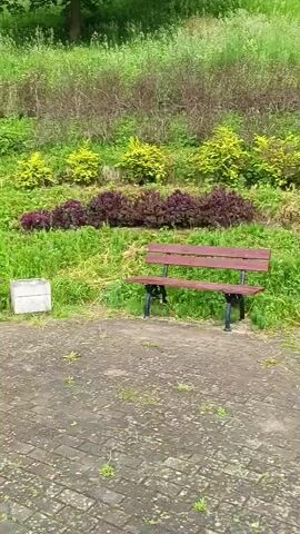 The video shows a stationary shot of a park-like setting. In the foreground, a brick-paved area is visible, with two empty red park benches placed side by side. Between the benches, a white concrete planter box is situated. Behind the benches, a grassy slope is covered with various plants, including clusters of small, bright green, and yellow bushes, as well as rows of darker, leafy plants. The overall impression is one of a serene outdoor public space.