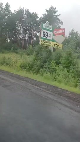 The video captures a view from a moving vehicle, looking out a window. The road surface appears wet, possibly due to rain, with a dark, asphalt-like texture. To the right of the road, a dense green vegetation area is visible, featuring various plants and bushes. Beyond the vegetation, a line of tall pine trees forms a forest against a bright, overcast sky. A blue traffic sign with white arrows indicating a lane split is visible on a pole along the side of the road. The weather seems to be rainy, with raindrops visible on the window, blurring some of the background details. The scene is devoid of any people or specific identifiable structures, creating a somewhat atmospheric and natural landscape view.