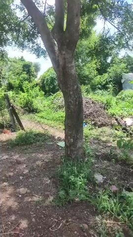 The video shows a dusty, unpaved path with vegetation on either side. Tall trees with green leaves cast shadows on the path. The path appears to be in a rural or semi-rural area. There are some scattered pieces of debris, including what looks like blue plastic, near the edge of the path. In the background, more trees and greenery are visible, with a bright blue sky with white clouds overhead. The scene suggests an outdoor environment, possibly a road or trail through a wooded area.