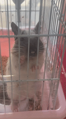 Small animals and cats in cages at a Ko Samui pet spot