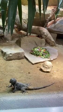 A reptile exhibit features a lizard in the foreground, a small turtle in the middle ground, and a pile of chopped vegetables on a flat rock. The lizard is grey and scaly with a long tail, and it is facing left. The turtle is light brown and appears to be resting on its side. The vegetables are a mix of green leafy vegetables and shredded carrots. The exhibit is sandy and appears to be a naturalistic environment with rocks and plants.