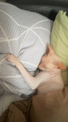 Sphynx cat sleeps peacefully on bed in Vesyoloye
