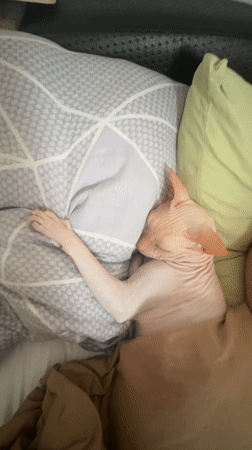 Sphynx cat sleeps peacefully on bed in Vesyoloye