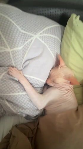 Sphynx cat sleeps peacefully on bed in Vesyoloye