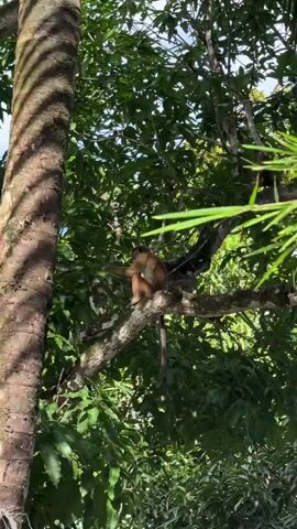 A young monkey sits on a tree branch, surrounded by lush green foliage. The monkey is light brown with darker markings on its face and limbs. It appears to be resting or observing its surroundings. The tree trunk on the left of the frame is thick and textured, suggesting it is mature. The scene is dappled with sunlight, indicating it is daytime, likely with clear skies judging by the bright illumination. The dense canopy of leaves and the presence of a thick tree trunk suggest a natural, possibly tropical environment. The overall mood is peaceful and serene, capturing a moment of quiet observation in nature. No text is visible in the media.