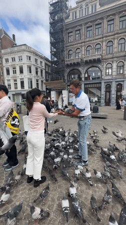 Pigeon feeding draws a crowd at Dam Square, Amsterdam