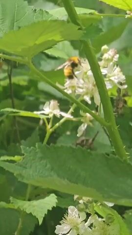 A bumblebee is shown collecting nectar from a white flower. It is surrounded by green leaves and stems, indicating an outdoor setting in nature. A grasshopper is also visible in the background, adding to the natural environment.