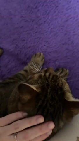 A tabby cat lies on its back, paws extended. A human hand is seen petting the cat's head and neck. The cat appears relaxed, with its eyes closed. The background is a blurry purple textured surface, possibly a blanket or rug. A pillow with a teddy bear pattern is visible beneath the cat's head.
