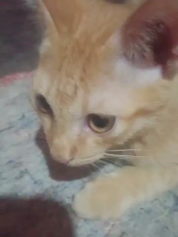 A close-up video shows an orange tabby kitten lying down on a patterned surface. The kitten's head is turned to the side and it appears to be looking at something. A hand is visible on the left side of the frame, gently stroking the kitten's head. The lighting is dim, and the focus is slightly soft, giving the video a warm and intimate feel. The kitten's large eyes and soft fur are prominent features.
