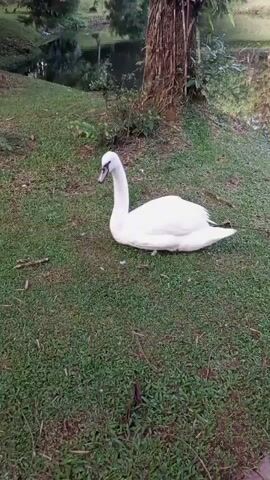 The video shows two white swans in a grassy area next to a body of water. One swan is lying down on the grass, facing left. The other swan is standing on the grassy bank near the water, facing away from the camera. There is a tree trunk to the right of the frame, and the water reflects the surrounding greenery and some distant structures. The ground is covered in short, green grass with some fallen twigs and leaves.
