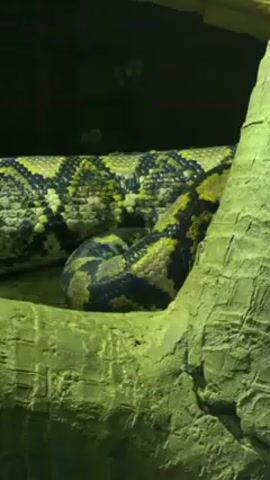 A large, coiled snake with a mottled yellow and dark pattern rests in a dimly lit enclosure. The snake's body is thick and muscular, with its scales clearly visible. The enclosure appears to be decorated with artificial tree trunks and rocks, simulating a natural habitat. The light in the enclosure has a greenish hue, giving the scene an unnatural tone.