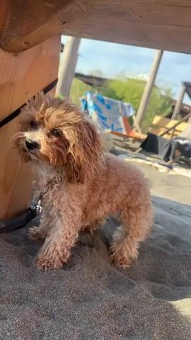 A short video shows a small, brown, curly-haired dog standing on a gray sand beach. The dog is leashed and is next to a wooden table leg. Behind the dog are lounge chairs and other beachgoers in the bright sunlight. The video zooms in on the dog’s face.
