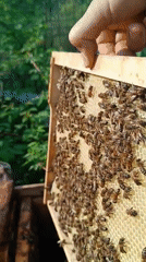 Beekeeper tends to active hives in Motyakovo, Russia