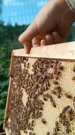 Beekeeper tends to active hives in Motyakovo, Russia