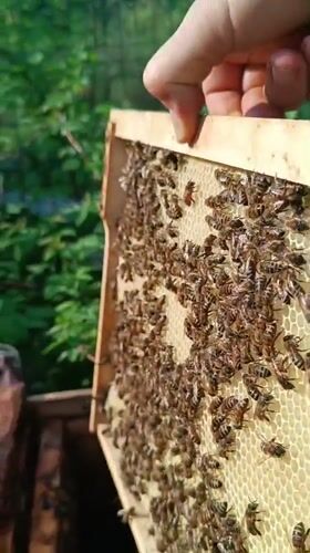 Beekeeper tends to active hives in Motyakovo, Russia
