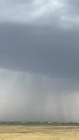 The video shows a vast expanse of dry, yellow grass fields under a heavily overcast sky. A dark storm cloud dominates the upper portion of the frame, with visible rain shafts descending from it. These rain shafts create a misty, hazy area in the middle ground, obscuring the distant horizon which appears to be a line of buildings and trees. Two utility poles are visible in the foreground, one closer to the camera and one further away. The overall atmosphere is one of an approaching or ongoing storm.