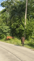Horses roam a quiet rural road in Ko Samui