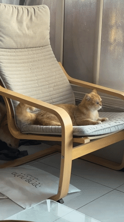 Golden retriever puppy approaches wary cat in Netanya chair