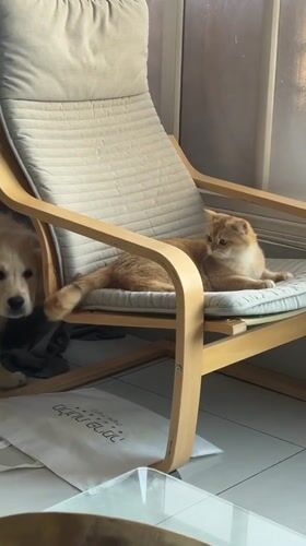 Golden retriever puppy approaches wary cat in Netanya chair