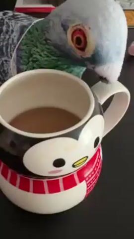 A pigeon pecks at a penguin-themed mug filled with coffee or another brown beverage. The mug is black and white with a red and white scarf design. The pigeon has grey and blue feathers. The background is a dark surface with some blurred objects. The pigeon dips its beak into the mug multiple times.