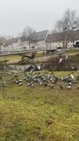 The video depicts a group of pigeons on a grassy bank next to a river on a cloudy day. The pigeons are grey and white, and they are scattered across the grass, some pecking at the ground and others taking flight. Behind the grassy bank is a river, and beyond the river are buildings with red-tiled roofs. A modern looking bridge crosses the river, visible in the background. The overall scene has a somewhat overcast and muted appearance due to the weather.