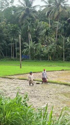 The video shows an agricultural scene in a rural area, specifically rice paddies in Thihagoda, Sri Lanka. Initially, two individuals, likely farmers, are seen standing in a muddy, water-logged rice paddy. They are dressed in simple clothing, with one wearing a blue cap and the other a red head covering.

As the video progresses, the camera pans slightly to the right. The loud sound of a small engine or machine, possibly a tiller or pump, is audible throughout, suggesting ongoing farming activity. A third person, wearing a dark shirt and a purple cap, is then seen actively working in the muddy field with a long tool, while another person in a pink top is partially visible closer to the camera, also engaged in the paddy.

The background is dominated by lush green vegetation, including numerous tall palm trees and other tropical plants, indicating a verdant, tropical environment. Some sections of the rice paddy are filled with muddy water, while others show young, vibrant green rice plants already growing. The sky appears overcast, providing soft, diffused lighting. No visible text is present.