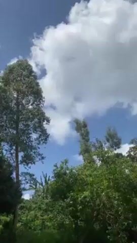 The video shows a lush green environment with a stream flowing through it. The camera pans down from tall trees against a partly cloudy blue sky to reveal a flowing stream bordered by dense vegetation. The stream water is visibly active with rapids and small waterfalls over rocks. Various shades of green dominate the landscape, indicating healthy plant life. No people or animals are visible in the scene.