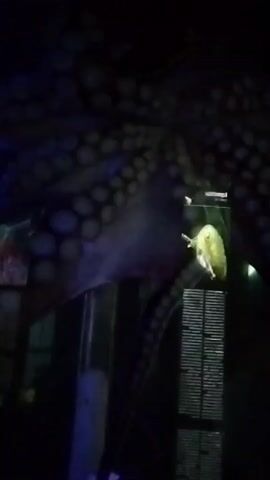 A dimly lit aquarium exhibit features a large octopus with visible suckers on its tentacles. A bright yellow sea slug is positioned in the center of the frame, seemingly attached to a glass panel. The background is dark, with hints of aquatic plants and structures. The octopus's tentacles frame the scene, with some appearing to be reaching towards the sea slug.