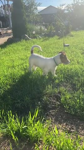 This is a vertical video of a young Jack Russell Terrier dog standing in a grassy yard on a sunny day. The dog is mostly white with tan markings on its head and ears, and it is wearing a light green collar. It is facing to the right of the frame, with its tail curled over its back. The grass is lush and green, and there are some patches of bare soil. In the background, there is a large evergreen tree, a white house with a dark roof, and some other garden elements. The sun is shining brightly, casting long shadows across the lawn, suggesting it is late afternoon. The overall mood is peaceful and idyllic.