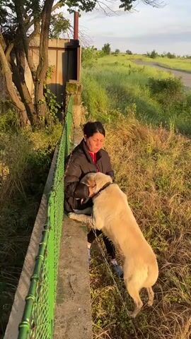Here is a description of the video:

The video opens with a woman standing on a concrete platform next to a green chain-link fence, petting a large, light-colored dog. The dog is on a chain and is standing on its hind legs, reaching up to the woman. The background shows a grassy field. The camera pans to the right to show a fenced-in area with a large group of deer standing near a small brick building with a red tile roof. There are trees surrounding the fenced area. The sky is visible in the background.