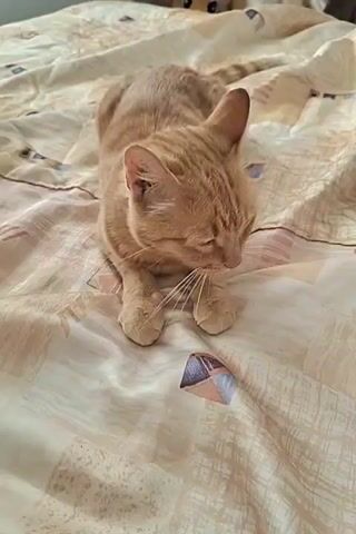 A ginger cat is lying on a bed with a patterned comforter. The cat is looking down at a small object on the comforter. The cat blinks and then looks up at the camera. The video ends.