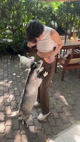 A woman stands outdoors on a paved patio, feeding a goat from a bottle held near her stomach. The woman has dark curly hair, is wearing a white crop top and brown pants, and is looking down at the goat. The goat, which is grey and white with black markings and a red collar, is standing on its hind legs, reaching up to drink from the bottle. Another white goat is visible in the background. The scene is set in a garden or courtyard with lush green foliage and outdoor furniture. Sunlight filters through the leaves, casting dappled shadows on the ground.