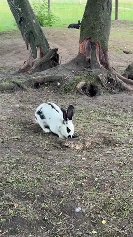 A black and white rabbit is digging a hole in the dirt near the base of a tree. The rabbit is facing the hole and its head is lowered as it digs. The ground is covered in dirt and dry grass. The tree has large exposed roots and a rough bark texture. The lighting is overcast.