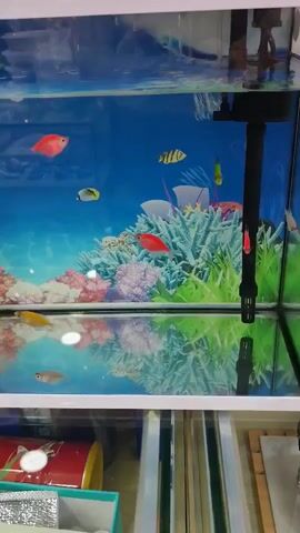 The video shows a small aquarium filled with water and several small fish swimming inside. The aquarium is decorated with a blue background featuring coral and plants. A black filter is visible in the back right corner of the aquarium. On top of the aquarium is a white Hello Kitty figurine. The aquarium is placed on a shelf below which various items are visible, including a red cylindrical object, a green box, and what appears to be a silver bag. The video pans slightly across the aquarium, showing the fish and their reflections in the water.