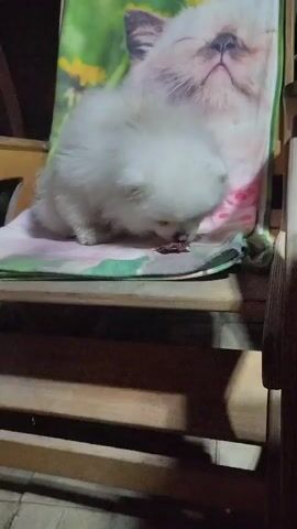 A white Pomeranian puppy is on a wooden chair eating something from the floor. A blanket with a picture of a cat is behind the puppy. The puppy is fluffy and appears to be very young. The puppy is on a patterned mat on the seat of the chair. The chair is made of wood and has several slats. The background is dark, with hints of wooden beams.
