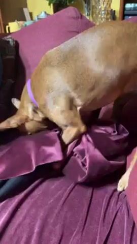 A brown dog wearing a purple collar paws at a purple garment on a purple couch. The dog digs and sniffs at the garment on the couch.