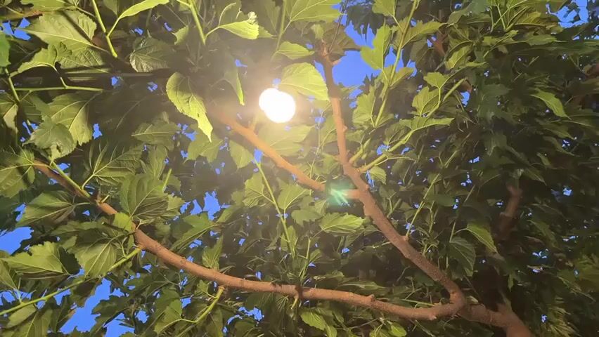 The video shows an upward-looking view of a tree with lush green leaves. Several round, illuminated lights are strung among the branches, casting a warm glow. The sky is visible through the leaves and appears to be a twilight blue. As the camera pans, it reveals more of the outdoor setting. In the lower part of the frame, several people are seated at tables, suggesting a restaurant or cafe environment. The tables are set with white tablecloths. In the background, there are more trees, lights, and buildings, indicating an urban or suburban location. The overall atmosphere is serene and inviting, with the lighting suggesting it is evening or dusk.