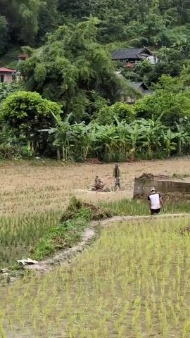A man is operating a tiller in a muddy field. He is wearing a blue hat, a green long-sleeved shirt, and dark pants. Behind him, another person is standing near a pile of dirt. The field appears to be a rice paddy, with younger rice plants visible in the foreground and background. Lush green trees and houses are visible on a hill in the background.