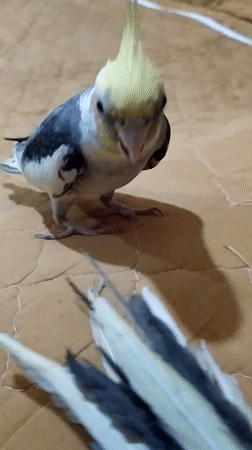 Cockatiels and a budgie at home in Bilajari