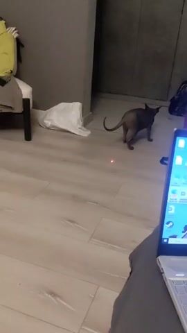 A video shows a hairless gray cat walking on a light-colored wooden floor. A small red laser dot moves on the floor. The cat follows the laser, looking at it and walking after it. The laser moves towards a large, white cushion on the floor and disappears under it. A person is seen holding a laptop in their lap. The floor is in an indoor setting with gray walls and a chair and other items in the background.