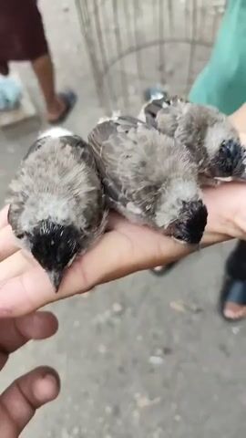 A person's hands hold three small, fluffy, grey and black birds. The birds are huddled together, appearing to be young. In the background, out of focus, a person is standing wearing a maroon garment and black sandals. Another person, wearing a green garment, is visible on the right. A bird cage is also present in the background. The ground is rocky and appears to be outdoors.