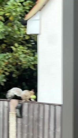 A squirrel with a green object in its mouth walks along a wooden fence. The squirrel is light brown and grey with a bushy tail. The object it carries is round and green, possibly a small fruit or ball. The fence is made of vertical wooden planks. Behind the fence is a white building with a red-trimmed roof. Green foliage is visible in the background. The image is taken from a low angle.