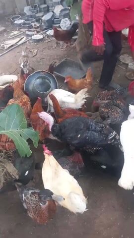 The scene is a dirt-floored yard populated by a diverse collection of fowl, including chickens, ducks, and turkeys, all gathered around a central metal feeder. The chickens come in various colors: red, brown, white, black, and mottled. The ducks are predominantly brown and black, while the turkeys are black and white. A man in a red shirt stands on the periphery of the flock, slightly out of focus. 

In the background, a collection of concrete building blocks and other miscellaneous items, including yellow plastic containers, are visible. A small tree with green leaves provides a bit of shade on one side of the scene. The birds appear to be feeding or anticipating feeding from the metal feeder, creating a dense cluster of feathers and activity. The overall environment appears to be a domestic or agricultural setting.
