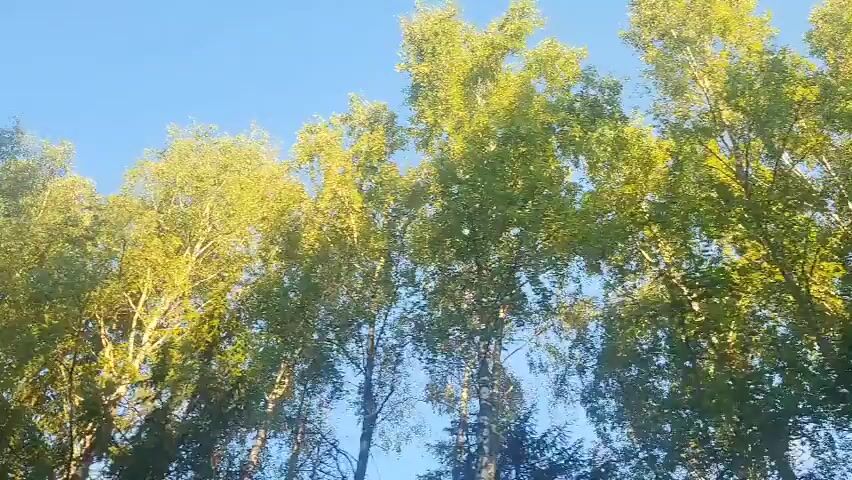 The video captures a low-angle shot looking up at a clear blue sky partially obscured by the tops of numerous trees. The trees are predominantly green, with some appearing lighter and yellow-tinted, suggesting sunlight filtering through their leaves. The footage appears to be captured while moving, possibly from a vehicle, as evidenced by the slight blur and the changing perspective of the trees against the sky. No people or specific objects are clearly discernible beyond the natural foliage and the sky.