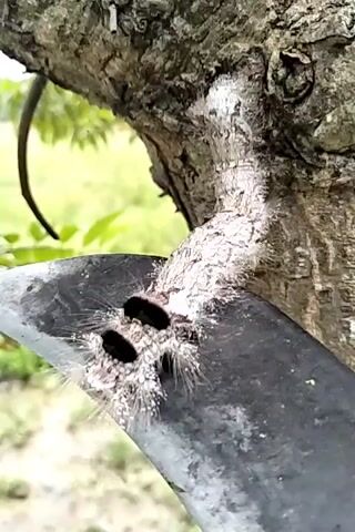 The video shows a close-up of a fuzzy, white caterpillar with black markings on a tree branch. The caterpillar is positioned on what appears to be a metal object with two dark holes. The background is blurred, showing green foliage. The audio consists of a voice asking "What is its name?" and another voice responding "Ulat. Ulat banget." which translates to "Caterpillar. Very much a caterpillar."