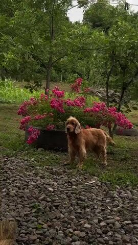 A medium shot captures a golden-brown Cocker Spaniel standing in a garden. The dog is positioned centrally, facing slightly to the left, with its tail held down. Its ears are long and floppy, and its expression appears curious. Behind the dog, a dense bush of vibrant pink roses is in full bloom, creating a colorful backdrop. The roses are a dominant visual element, with many clusters of flowers.

The ground in the foreground is covered with small, gray pebbles and patches of green grass. In the background, lush green foliage and trees create a natural setting, suggesting a rural or semi-natural environment. A hint of a wooden structure or fence is visible to the right. The lighting appears to be natural daylight, possibly overcast or diffused, as there are no harsh shadows. The overall scene evokes a sense of calm and natural beauty. The location context provided indicates Zeda Lia, Georgia. No text is visible in the media file.