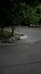Cat drinks from bowl, people rest indoors in Tashkent