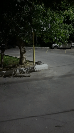 Cat drinks from bowl, people rest indoors in Tashkent
