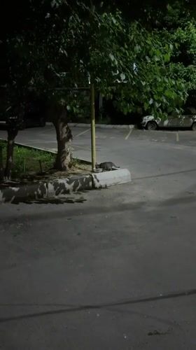 Cat drinks from bowl, people rest indoors in Tashkent