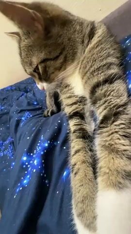 A tabby cat is lying on a dark blue blanket with a pattern of white and blue stars. The cat is looking down and licking its paw. The cat's body is extended, with its front legs stretched out. The background is out of focus but appears to be a wall.